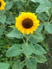 sunflower in the garden