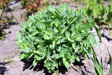 The stonecrop is prominent. Young green shoots. Perennial herbaceous succulent plant. Sedum Autumn Joy.
