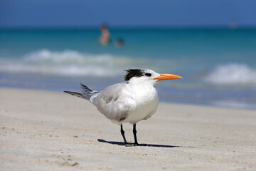 Seagull standing on a sand on sea waves and swimming people background. Vacation on sunny coast