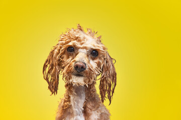 Cute little poodle standing with wet fur and soap after bath against yellow background. Concept of domestic animal, care, grooming, pets love, animal life. Copy space for ad.