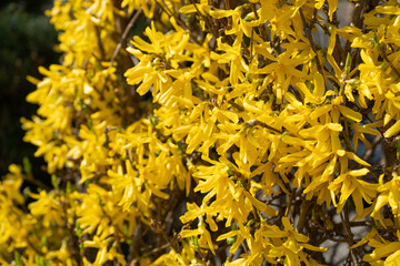 Macro Photo of Forsythia Flowers, Yellow Blooming Texture on Blue Sky Background, Flowering Forsythia