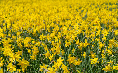 Many Daffodils Flowers, Yellow Narcissus Field, Early Spring Flowers