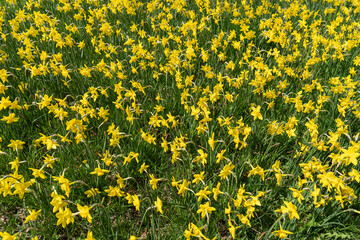 Many Daffodils Flowers, Yellow Narcissus Field, Early Spring Flowers