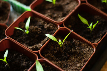 plant in soil