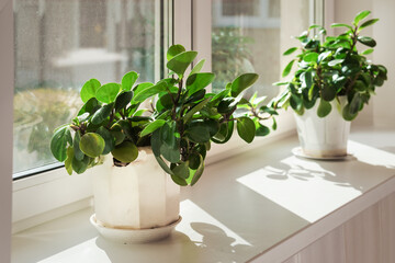 Crassula ovata plant with succulent green leaves is potted on white window sill indoor of kitchen or living room. Houseplants care concept.