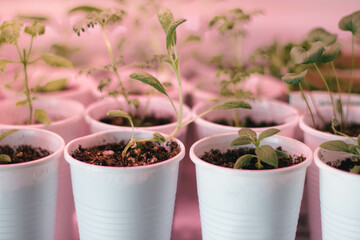 seedlings in pots