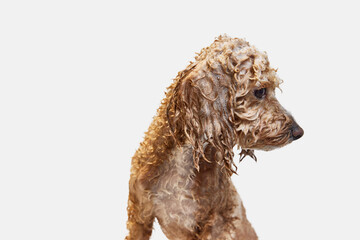 Cute, funny looking, little poodle standing with wet fur and soap, taking bath against white background. Concept of domestic animal, care, grooming, pets love, animal life. Copy space for ad.