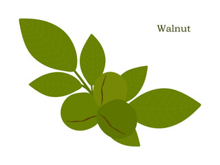 Walnuts in branch. Green walnuts with leaves in flat illustration isolated on white background. Vector illustration