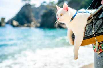 A whole white cat in a harness and on a leash in a backpack on a walk along a tourist path by the seashore - obrazy, fototapety, plakaty