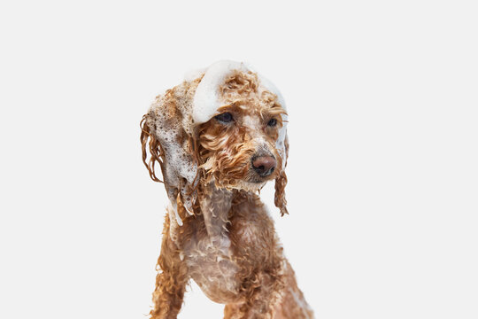 Cute, funny looking, smart poodle standing with wet fur and soap, taking bath against white background. Concept of domestic animal, care, grooming, pets love, animal life. Copy space for ad.