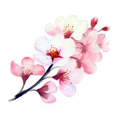 pastel watercolor branch of cherry blossom, abstract hand painted vector illustration