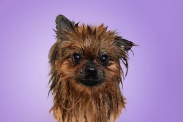 Funny little dog standing with wet fur after bath against purple background. Emotive muzzle. Concept of domestic animal, care, grooming, pets love, animal life. Copy space for ad.