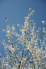 From below of cherry tree with blooming flowers against blue sky in spring 