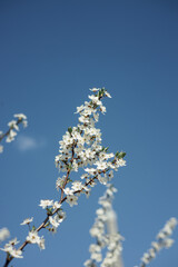 Low angle of cherry tree branch with blooming flowers on background of blue sky 