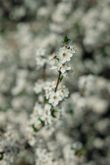 Closeup of branch of blooming tree with flowers growing in spring park on sunny day 