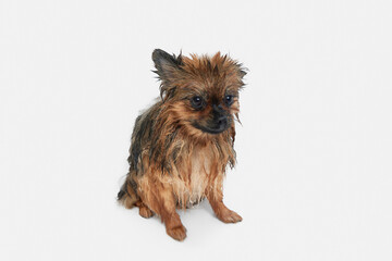 Funny, calm, little dog taking bath, standing with wet fur against white background. Concept of domestic animal, care, grooming, pets love, animal life. Copy space for ad.
