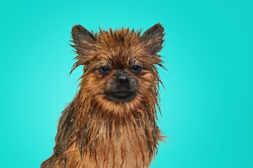 Funny little dog standing with wet fur after bath against green background. Unpleasant emotions. Concept of domestic animal, care, grooming, pets love, animal life. Copy space for ad.