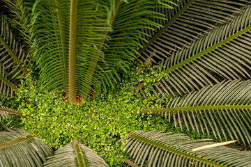 Thickets of tropical greenery. Soleirolia plants grow among the large leaves of sago palm in greenhouse of the Winter Garden. Blur and selective focus. full frame .