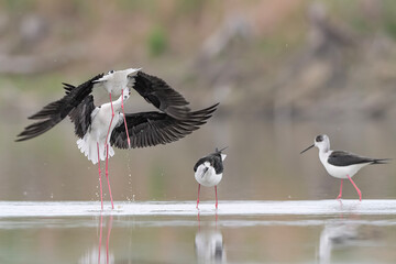 The sudden attack, black winged stilt fighting (Himantopus himantopus)