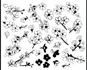 Vector set of sakura flowers and twigs in black and white. Line art.