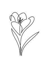 Spring crocus flower in continuous line art drawing style. Black linear sketch isolated on white background. Vector illustration