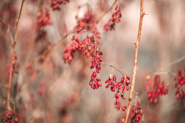 Red barberry berries on a branch. Berberis vulgaris on a bush in autumn forest, medicinal plant