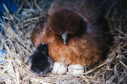 Silkie chicken hatching cracking eggs, broody hen with chicks