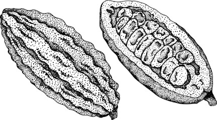 Cocoa, chocolate beans hand drawn vector illustration is sketch, engraved style. Organic healthy food. 