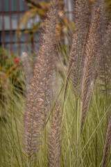 A close-up of pennisetum setaceum a plant covered in delicate frost, its growth illuminated by the beauty of nature with selective focus