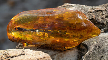 Orange Baltic amber stone with plant inclusion close up.  Old fossil.  Macro photography. 