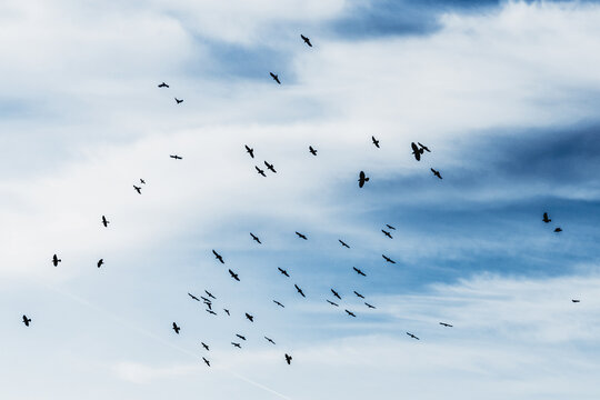 Flying flock of birds in blue sky