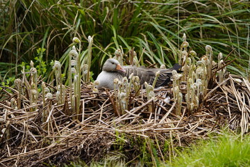 Greylag Goose broods on a perennial of newly sprouting young Osmunda regalis plants.