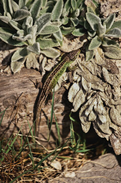 Lizard on wood