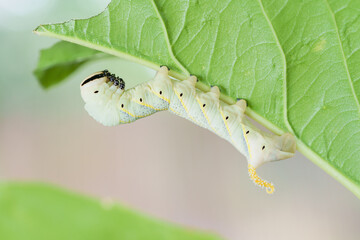 Chenille de papillon verte sur une feuille dans la nature