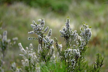 flowers in the field