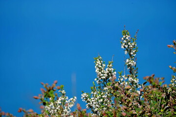 flowers and blue sky