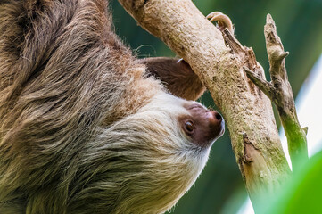 A close up view of a Hoffmann two toed sloth on a branch in Monteverde, Costa Rica during the dry season © Nicola