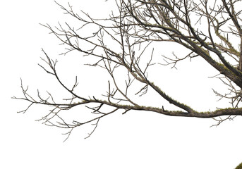 Foreground branches of a big tree on transparent background
