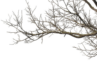 Fototapeta na wymiar Foreground branches of a big tree on transparent background
