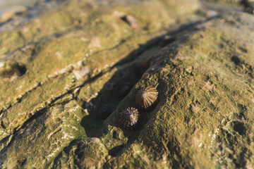 closeup shot of limpet snails on the rock on Flamborough Head. Limpets are a group of aquatic snails that exhibit a conical shell shape (patelliform) and a strong, muscular foot. High quality photo