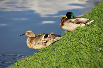 Couple of mallard ducks resting on a lake coast in green grass. Male and female wild ducks in spring or summer park