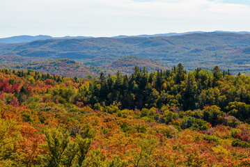 Fototapeta premium Maples in Canada (Autumn season)