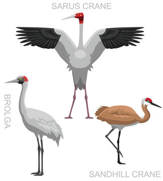 Cute Bird Brolga Sarus Crane Sandhill Set Cartoon Vector