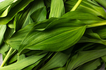 Obraz premium Eating plants with good texture Siberian Onion