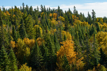 Maples in Canada (Autumn season)