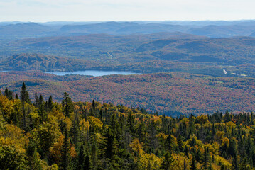 Maples in Canada (Autumn season)