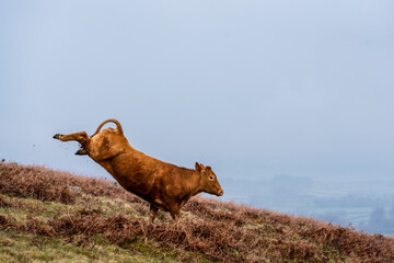 cow running and kicking back downhill