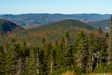 Maples in Canada (Autumn season)