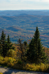Maples in Canada (Autumn season)