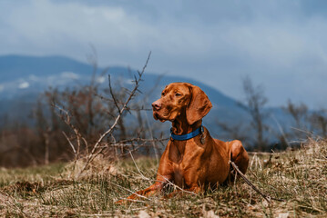 Vizsla Dog Resting in Mountains while Hiking